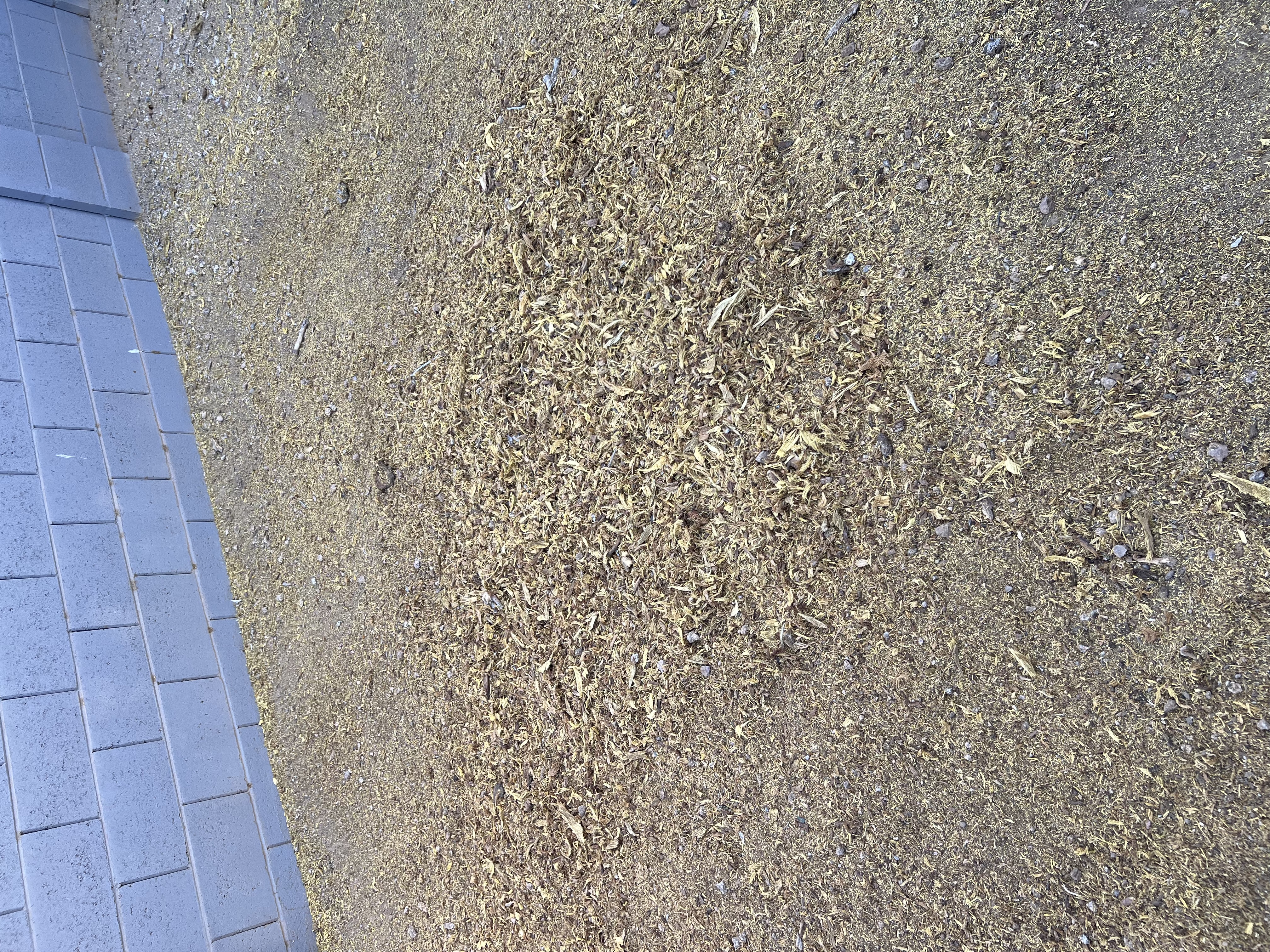 Yard after stump grinding — clean, level, ready for landscaping