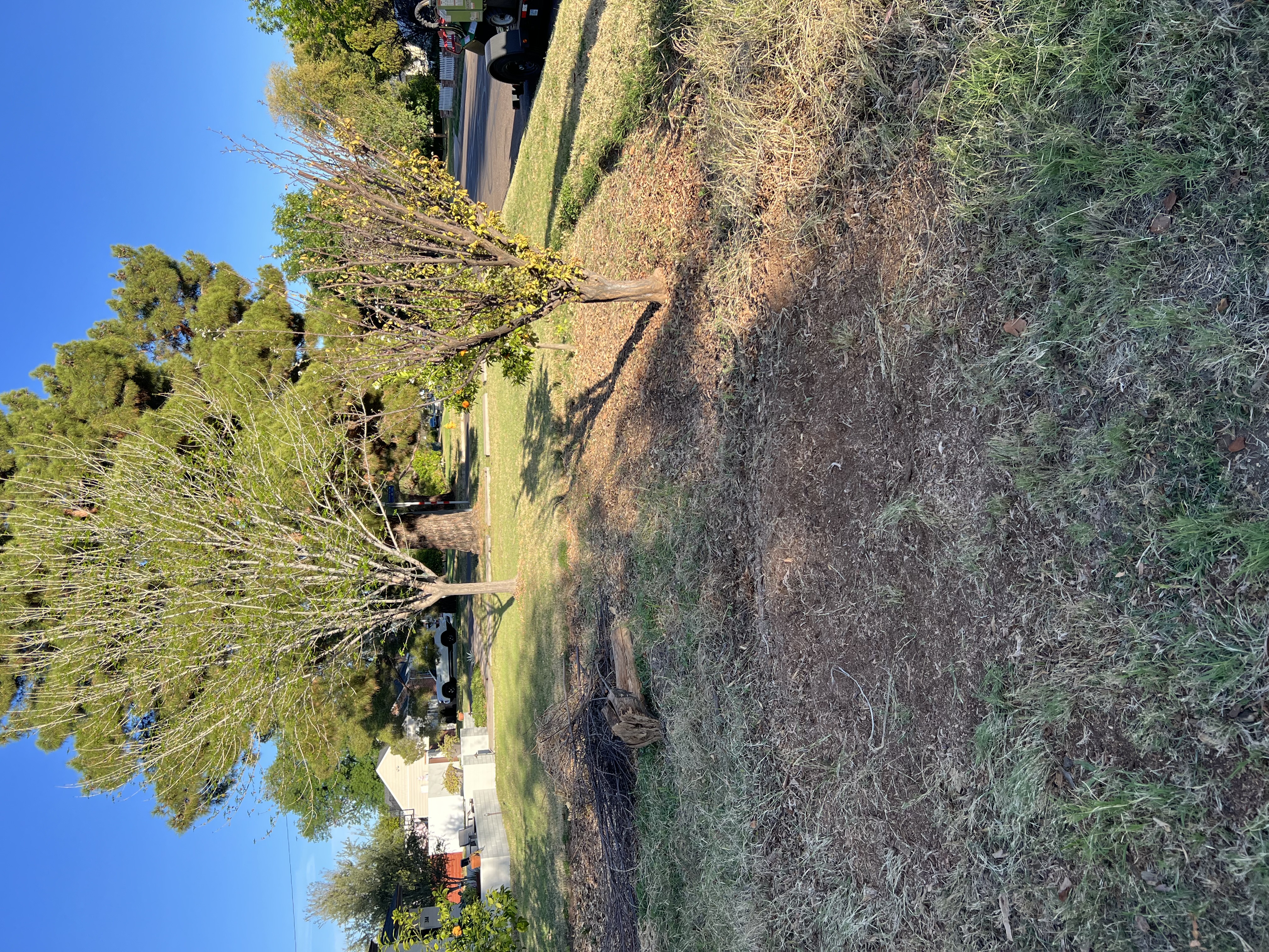 Yard after stump grinding — clean, level, ready for landscaping