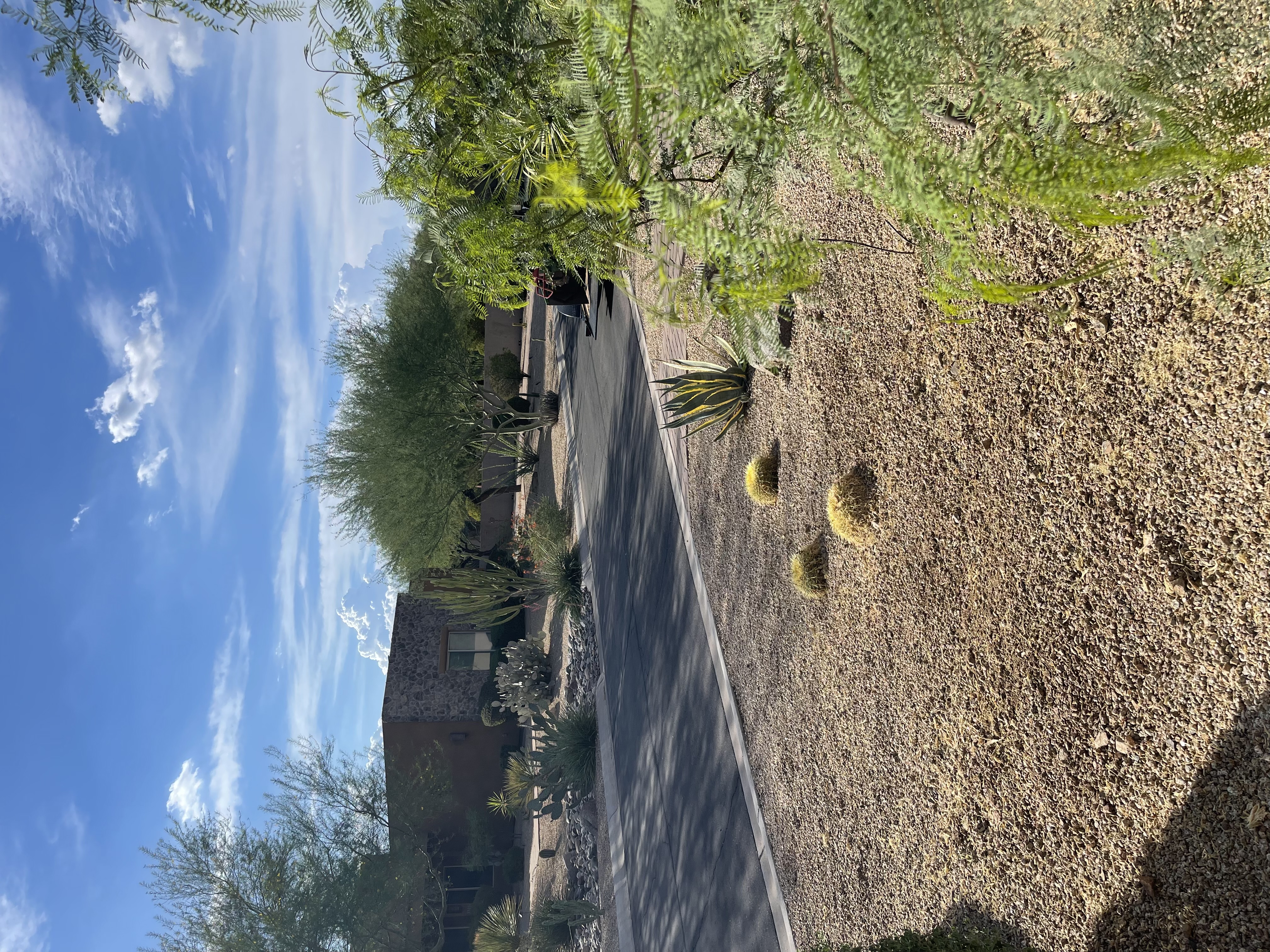 Yard after stump grinding — clean, level, ready for landscaping