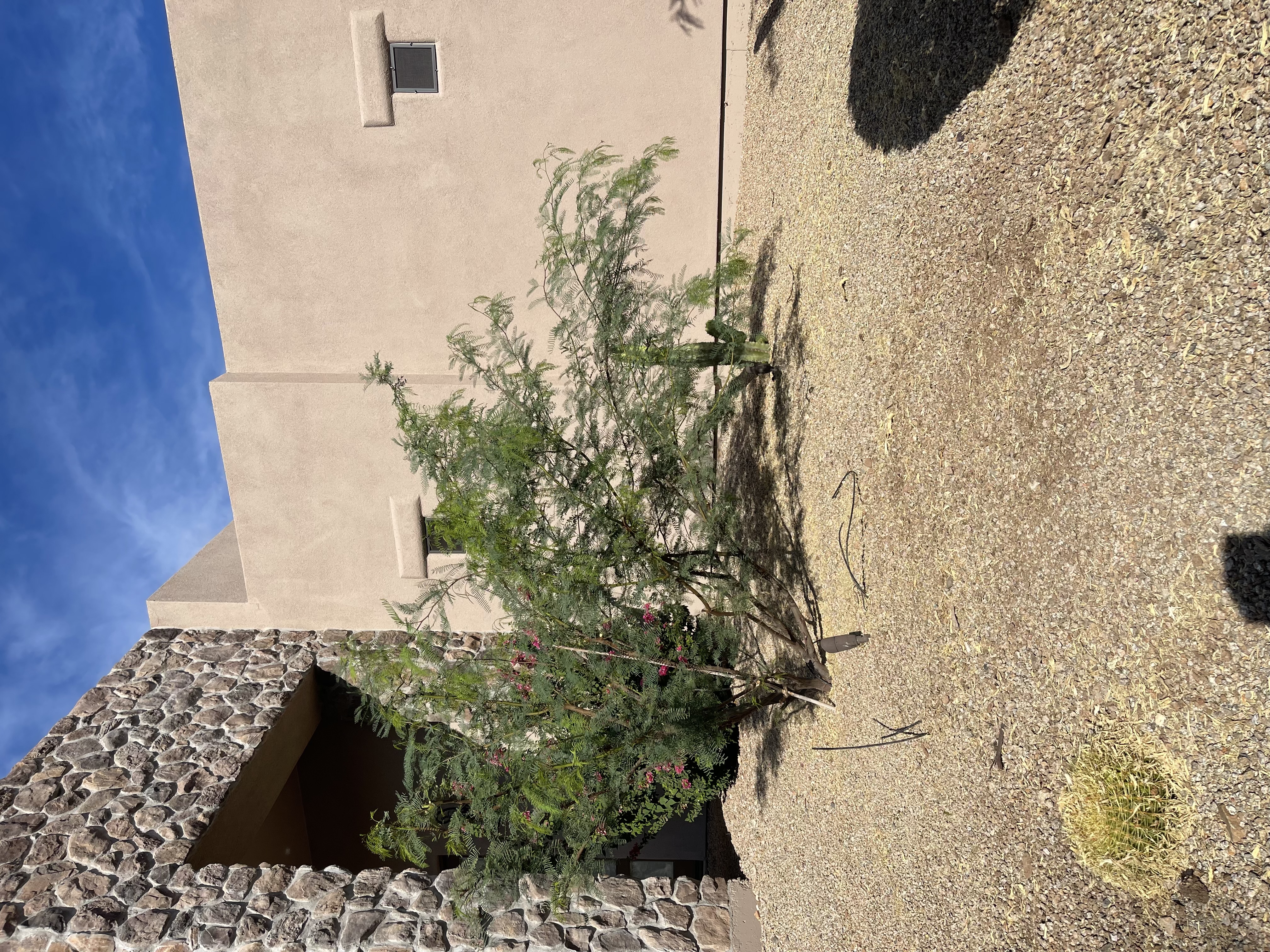 Yard after stump grinding — clean, level, ready for landscaping