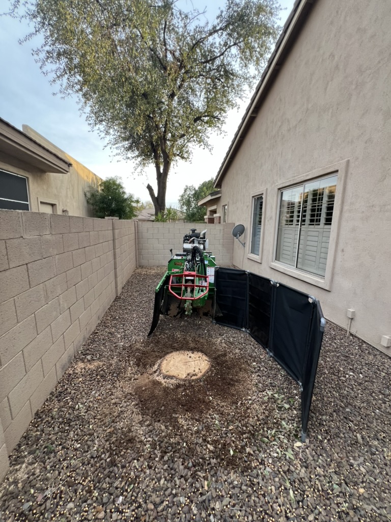 Tree stump before professional grinding — Phoenix Valley, AZ