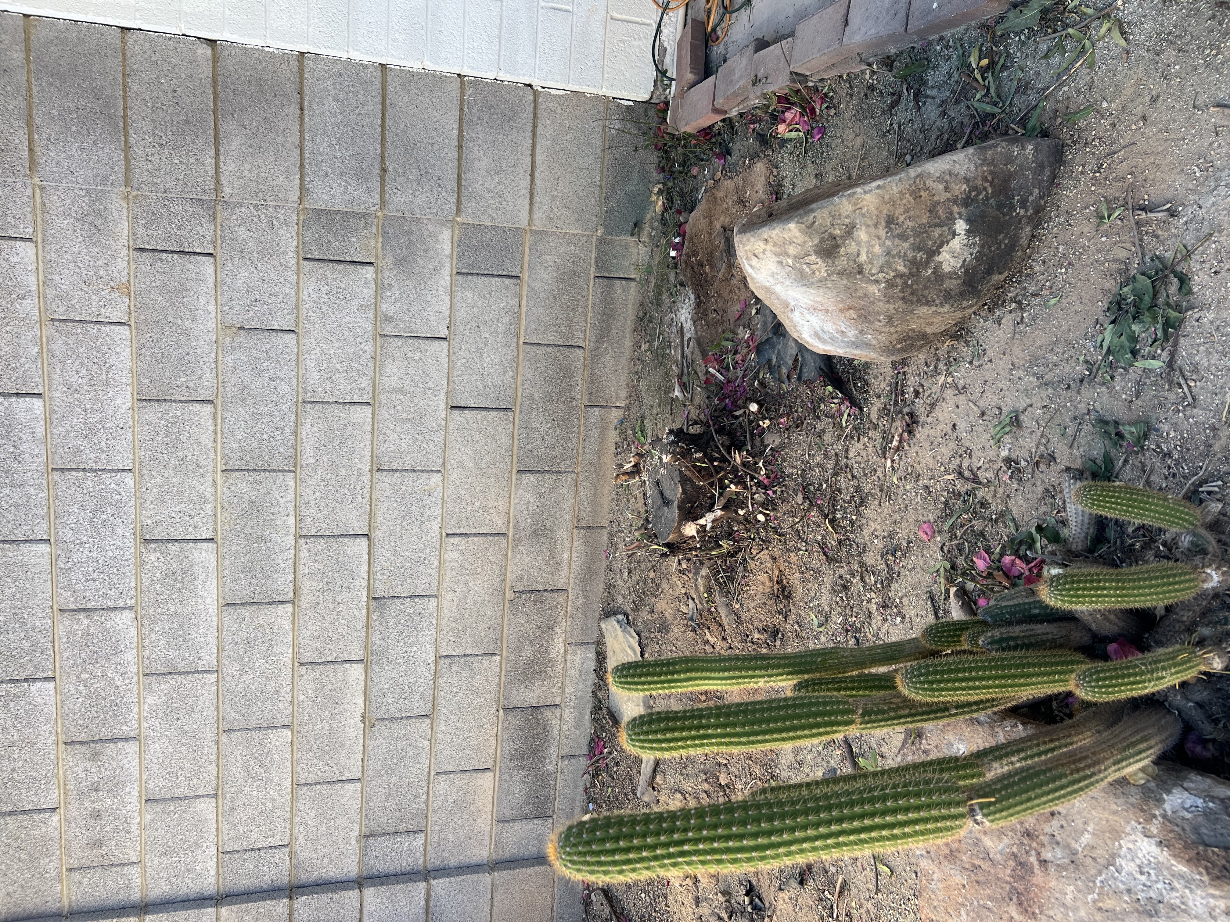 Tree stump before professional grinding — Phoenix Valley, AZ