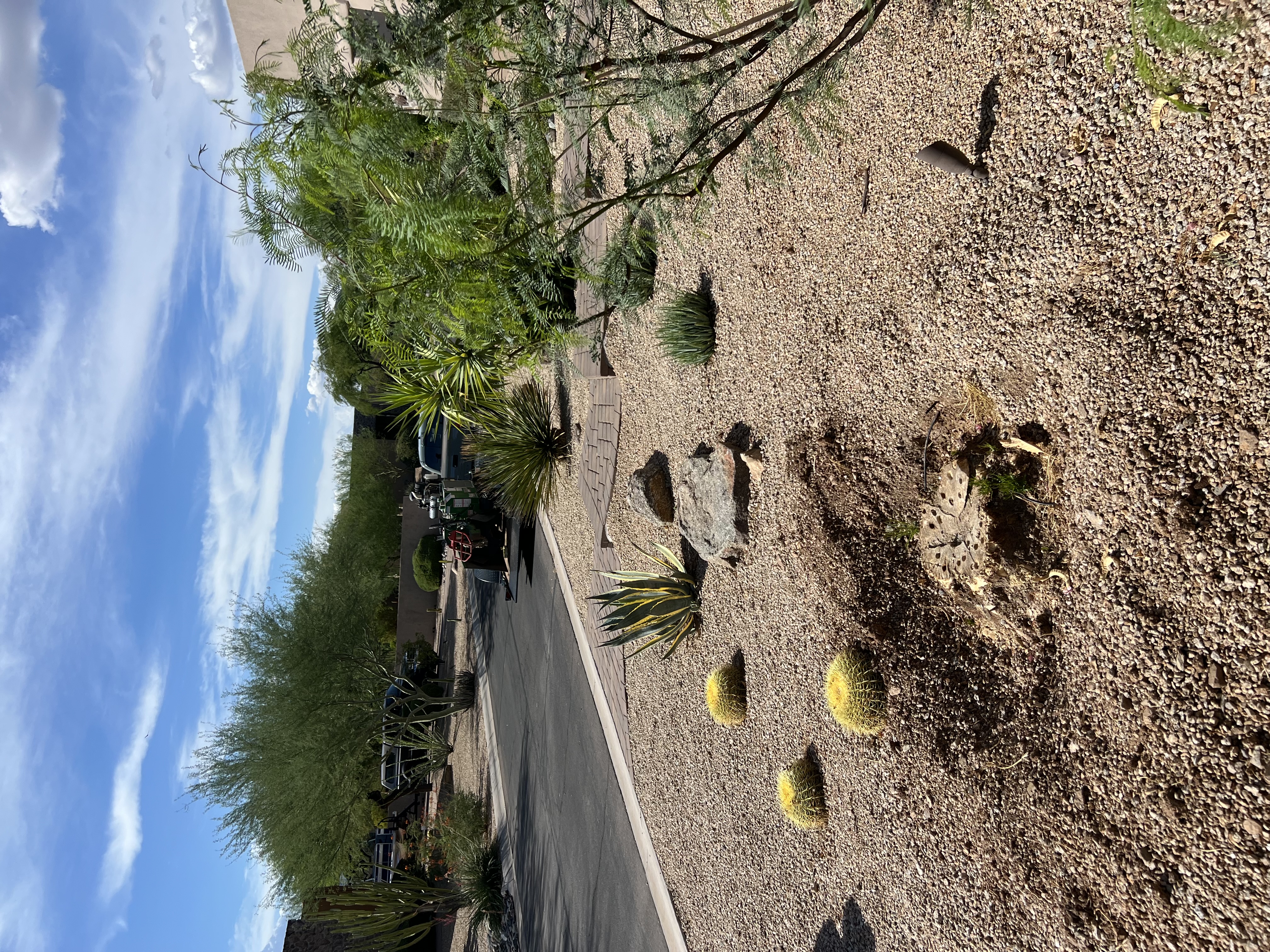 Tree stump before professional grinding — Phoenix Valley, AZ