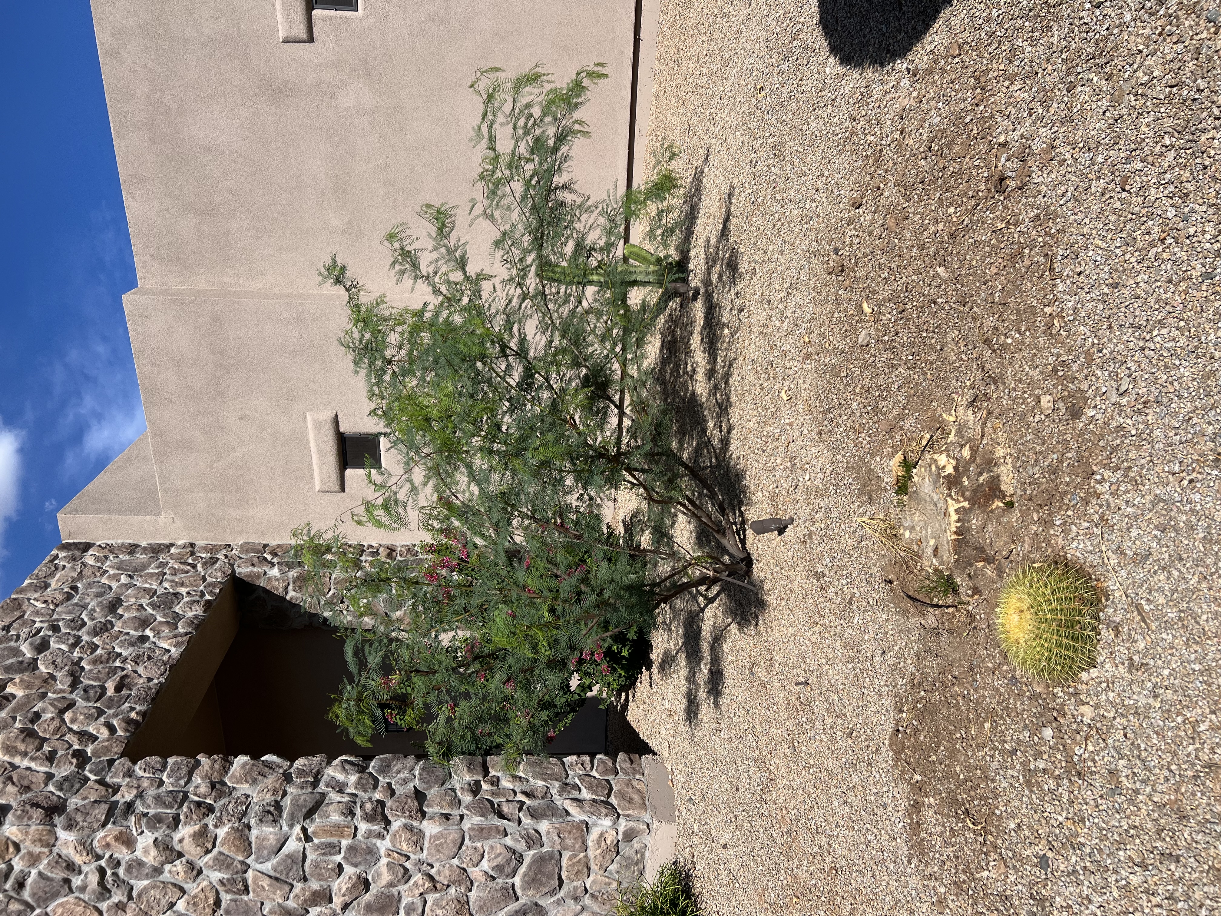 Tree stump before professional grinding — Phoenix Valley, AZ